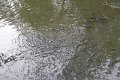 IMG_2944
